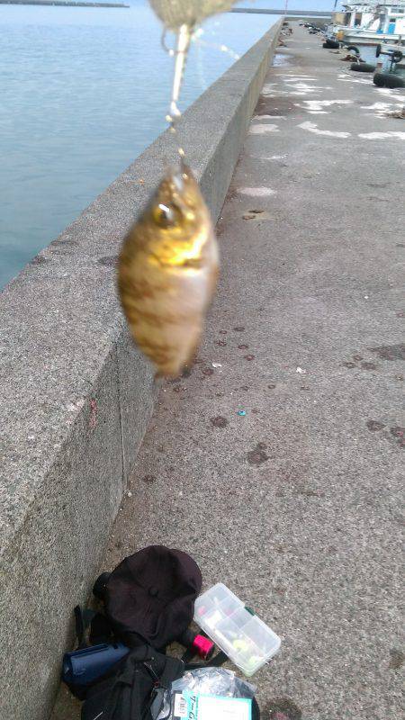 今年の釣り始め